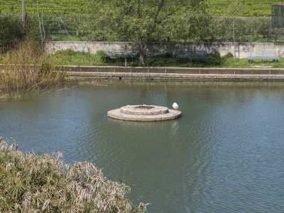 ...mentre un paio di gabbiani fanno sosta sulle botole che sormontano le antiche cisterne, quelle che permettono l'esistenza del lago